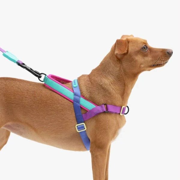 Arnes Antitirón Shock Zee Dog S  A&N