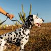 Correa Paseo Para Perro Cachorreiros Samauma